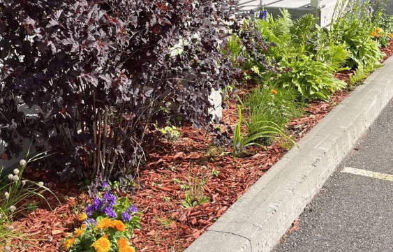 Des belles réussites collectives : plate-bande de l’été 2025 et le jardin communautaire!